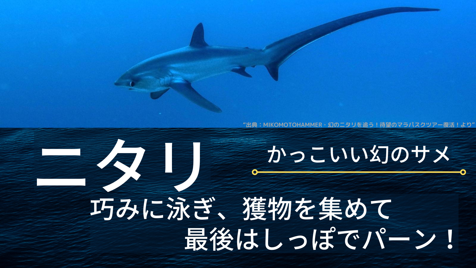 ニタリ しっぽが長いかっこいいサメ サメ大好きレビュー ジョースターブログ